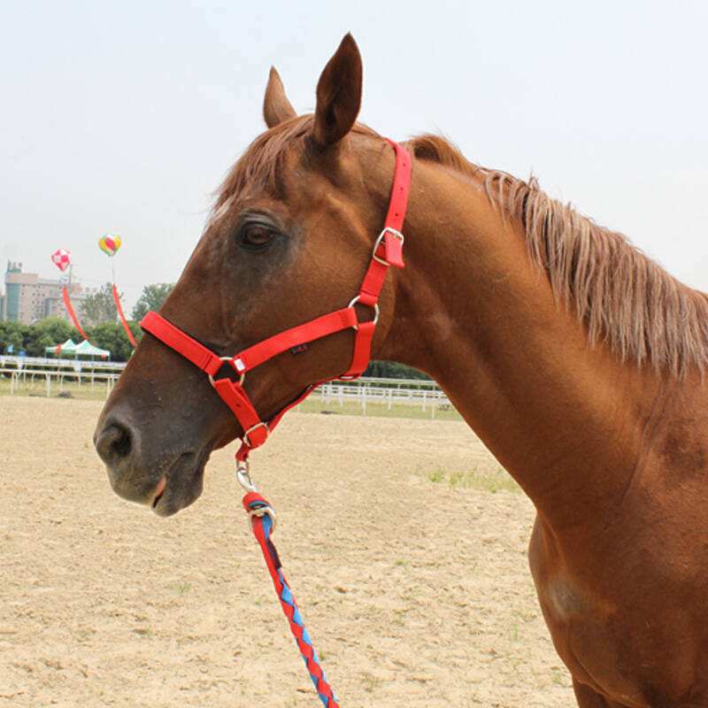 Horse Bridle Headgear