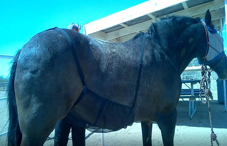 Horse Anti-scratch Protector